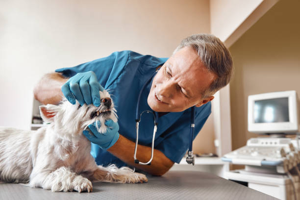Best 24-Hour Emergency Dentist in Bad Axe, MI